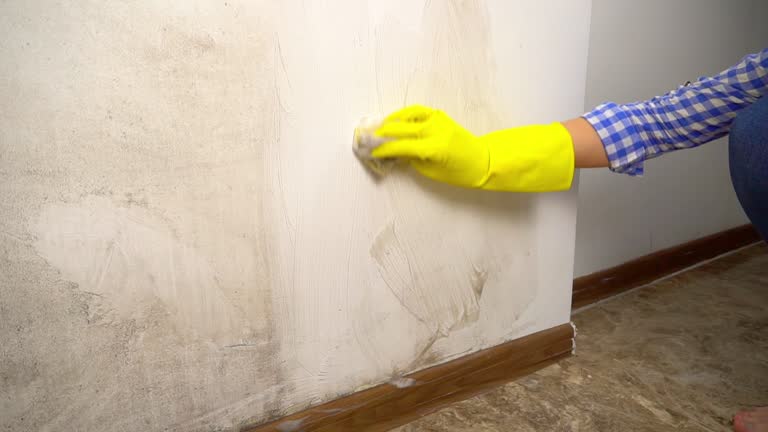 Professional Mold Removal in Park City, MT