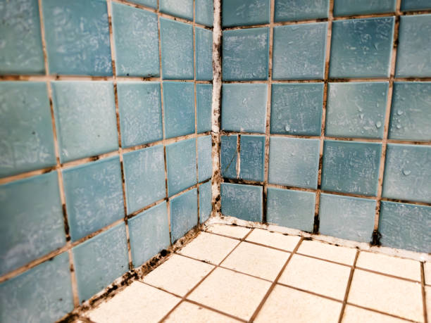 Best Biohazard Mold Removal  in Park City, MT