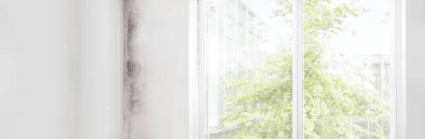 Best Mold Remediation for Healthcare Facilities  in Park City, MT