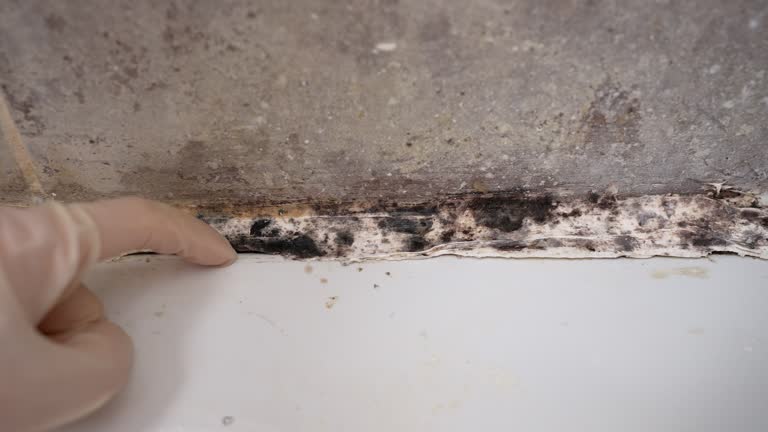 Mold Documentation for Insurance Claims in Park City, MT