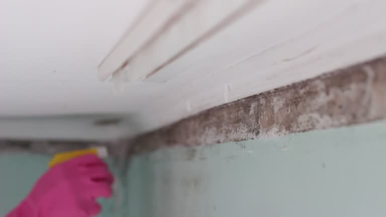  Park City, MT Mold Removal Pros